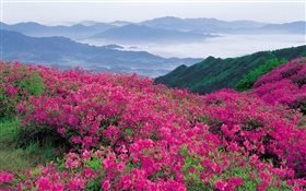 Rhododendron flowers over the hillside