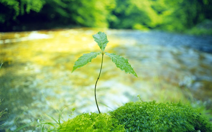River, trees bud, spring Wallpapers Pictures Photos Images