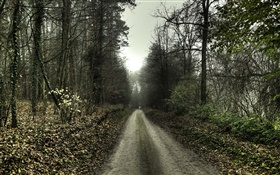 Road, trees, fog, dawn HD wallpaper