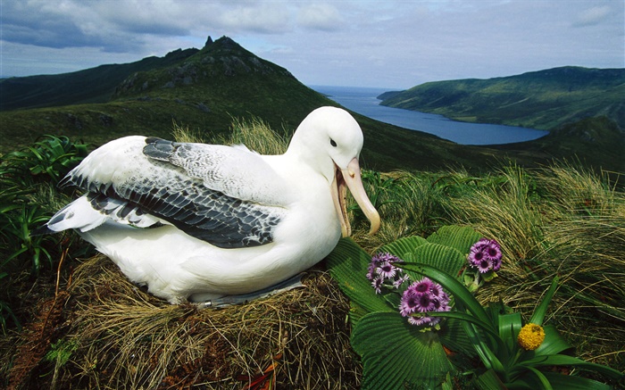 Royal Albatross, nest, Campbell Island, New Zealand Wallpapers Pictures Photos Images