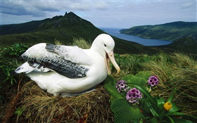 Royal Albatross, nest, Campbell Island, New Zealand HD wallpaper