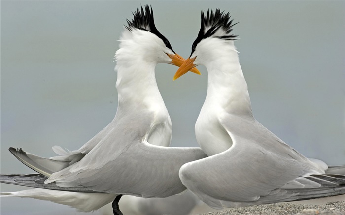 Royal tern courting, Florida Wallpapers Pictures Photos Images