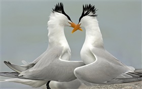 Royal tern courting, Florida HD wallpaper