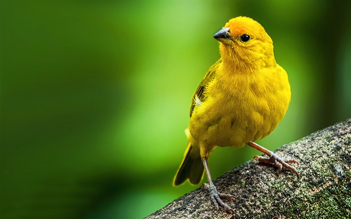 Saffron finch, yellow feather bird Wallpapers Pictures Photos Images