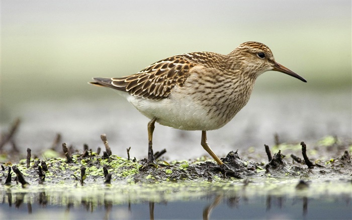 Sandpiper foraging, birds, Canada Wallpapers Pictures Photos Images