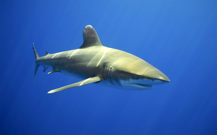 Sea sharks Wallpapers Pictures Photos Images