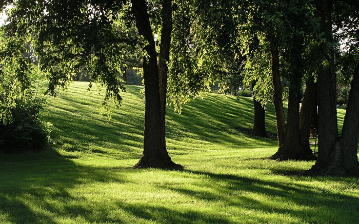 Shadows, grass, trees, sun rays Wallpapers Pictures Photos Images
