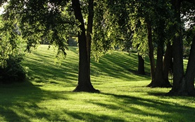 Shadows, grass, trees, sun rays HD wallpaper