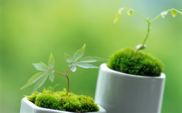 Small bonsai close-up, bokeh Wallpapers Pictures Photos Images