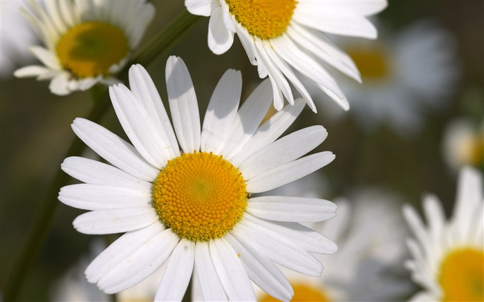 Small white chrysanthemums Wallpapers Pictures Photos Images