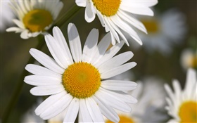 Small white chrysanthemums HD wallpaper