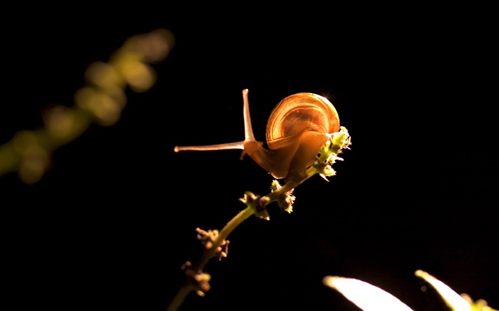 Snail, black background Wallpapers Pictures Photos Images