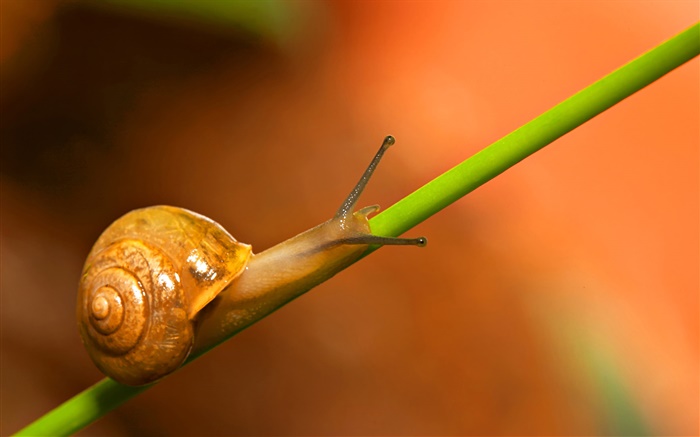 Snail close-up, green twig Wallpapers Pictures Photos Images