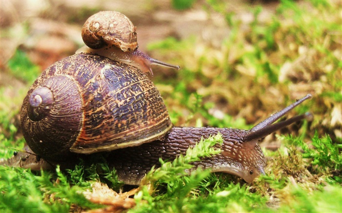 Snail mother and cub Wallpapers Pictures Photos Images