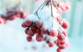 Snow, red berries HD wallpaper