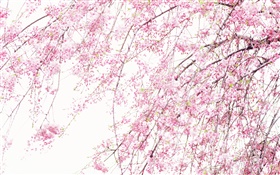 Spring beautiful flowers, pink cherry HD wallpaper