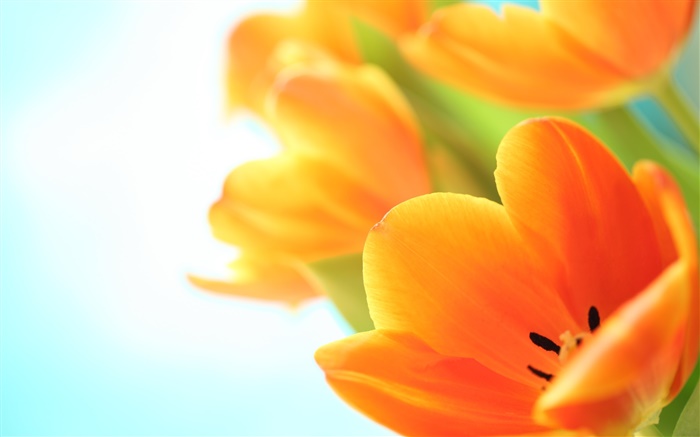 Spring flowers, orange tulips Wallpapers Pictures Photos Images