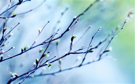 Spring twigs, buds, blurry background