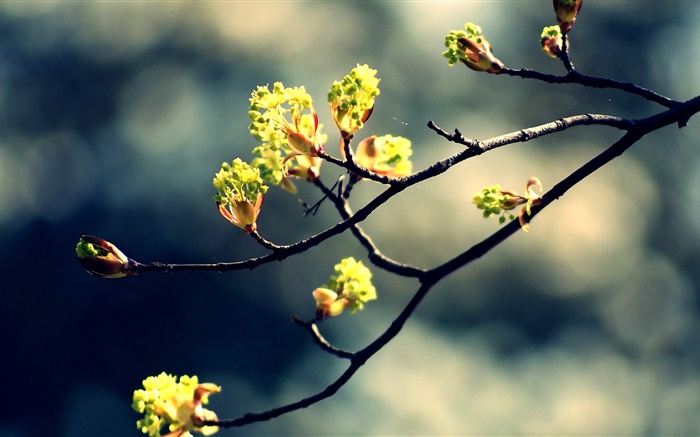 Spring, twigs, fresh leaves, bokeh Wallpapers Pictures Photos Images