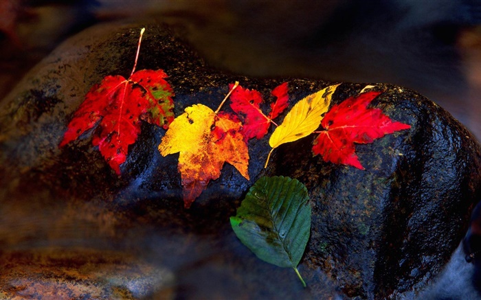 Stones, yellow leaves, stream, autumn Wallpapers Pictures Photos Images