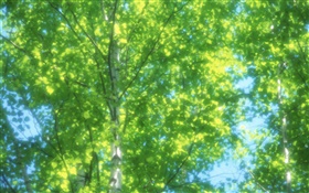 Summer birch forest, sun, blurred