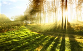 Summer forest, trees, grass, sun rays HD wallpaper
