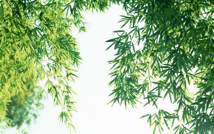 Summer fresh bamboo leaves Wallpapers Pictures Photos Images