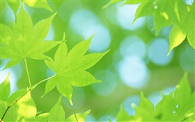 Summer, green maple leaves HD wallpaper
