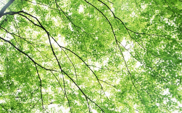 Summer, maple trees, green, sun rays Wallpapers Pictures Photos Images