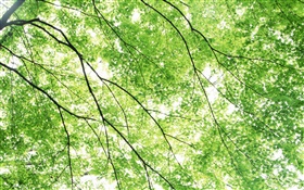 Summer, maple trees, green, sun rays HD wallpaper