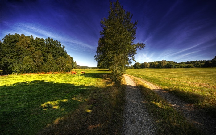 Sun rays, path, trees, horse, grass, blue sky Wallpapers Pictures Photos Images