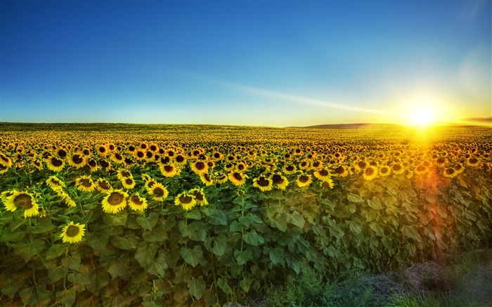 Sunflower in full bloom, sun, field Wallpapers Pictures Photos Images