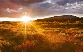 Sunset, grass, Denali National Park, Alaska, USA HD wallpaper