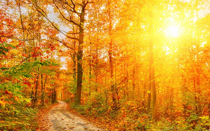 Sunshine, trees, forest, autumn, path Wallpapers Pictures Photos Images