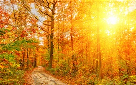 Sunshine, trees, forest, autumn, path HD wallpaper