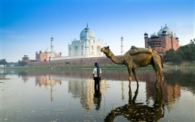 Taj Mahal, India, camel HD wallpaper
