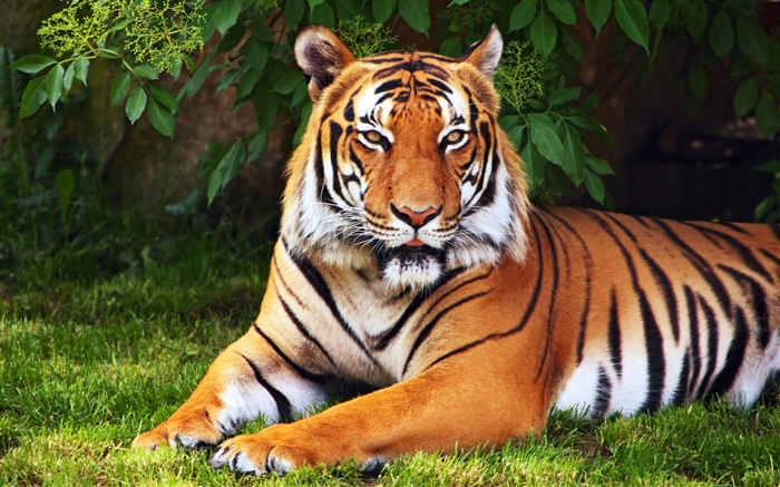 Tiger have a rest, tree, leaves, grass Wallpapers Pictures Photos Images