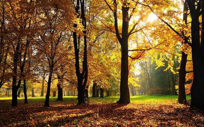 Trees, autumn, red leaves, sun rays Wallpapers Pictures Photos Images