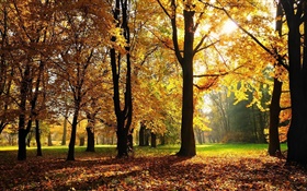 Trees, autumn, red leaves, sun rays HD wallpaper