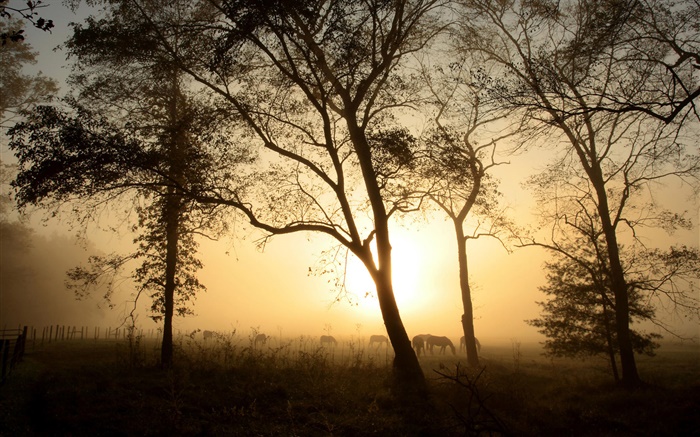 Trees, horse, morning, fog, sunrise Wallpapers Pictures Photos Images
