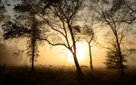 Trees, horse, morning, fog, sunrise HD wallpaper