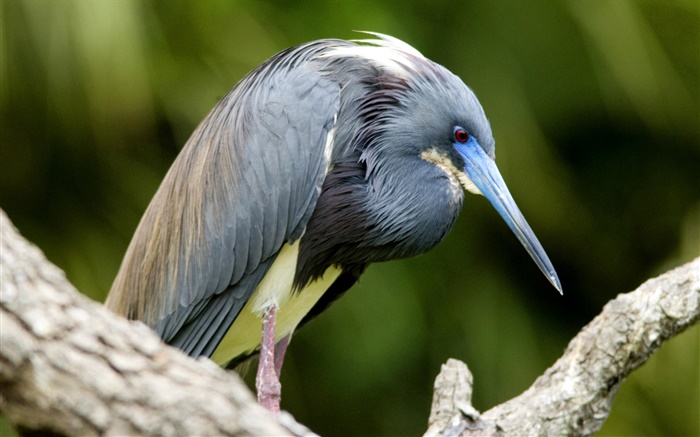 Tri colored herons, Florida Wallpapers Pictures Photos Images