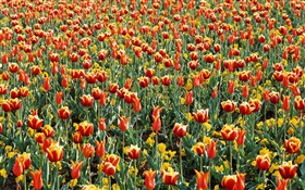 Tulip field, many tulip flowers
