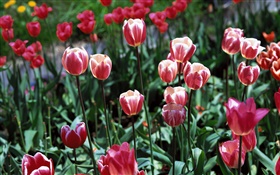 Tulip flowers close-up, field HD wallpaper