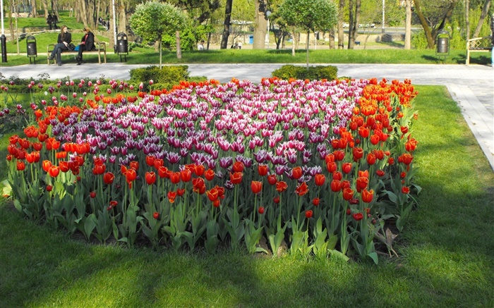 Tulip flowers in the park Wallpapers Pictures Photos Images