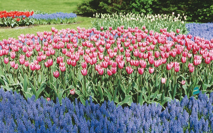 Tulips and hyacinths, flower park Wallpapers Pictures Photos Images