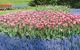 Tulips and hyacinths, flower park HD wallpaper