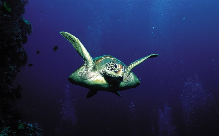 Turtles, deep-sea Wallpapers Pictures Photos Images