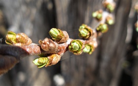 Twigs, buds close-up, spring HD wallpaper