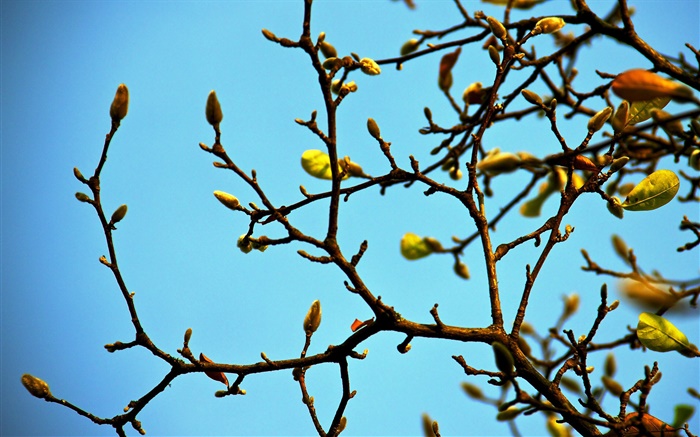 Twigs, buds, spring, blue sky Wallpapers Pictures Photos Images